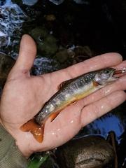 Salvelinus fontinalis fontinalis