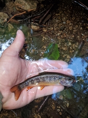 Salvelinus fontinalis fontinalis