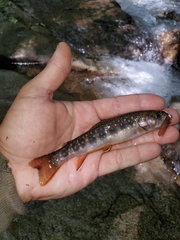 Salvelinus fontinalis fontinalis