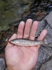 Salvelinus fontinalis fontinalis