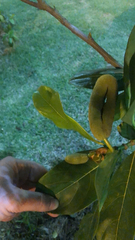 Magnoliopsida