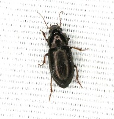 Selenophorus