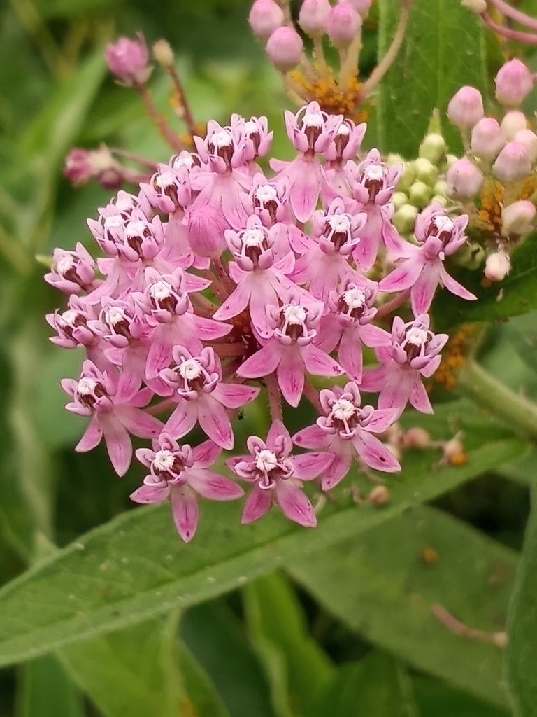 swamp milkweed from Garden Court, Federalsburg, MD 21632, USA on July