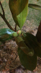 Magnoliopsida
