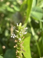 Plantago rugelii