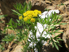 Lomatium brandegeei
