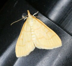Helvibotys helvialis