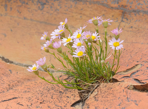 Erigeron arenarioides (D.C.Eaton ex A.Gray) Rydb.
