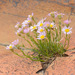 Wasatch Fleabane - Photo (c) Rolf Lawrenz, some rights reserved (CC BY), uploaded by Rolf Lawrenz