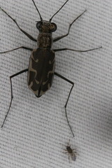 Ellipsoptera sperata
