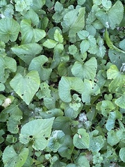 Viola