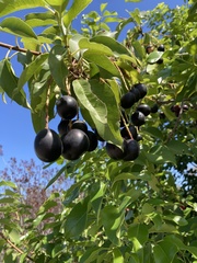 Prunus ilicifolia lyonii