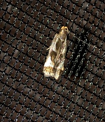 Dichomeris ochripalpella