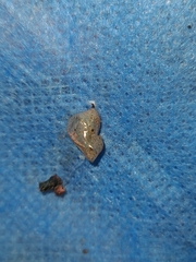 Ithomia agnosia zikani