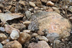 Oeneis uhleri