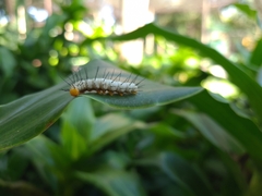 Heliconius ethilla narcaea