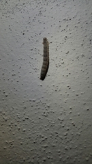 Lepidoptera