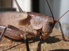 Drymadusa limbata