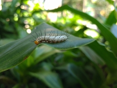 Heliconius ethilla narcaea
