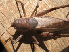 Drymadusa limbata
