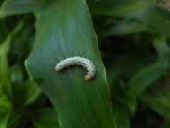 Heliconius ethilla narcaea