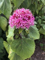 Clerodendrum bungei