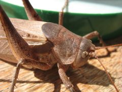 Drymadusa limbata