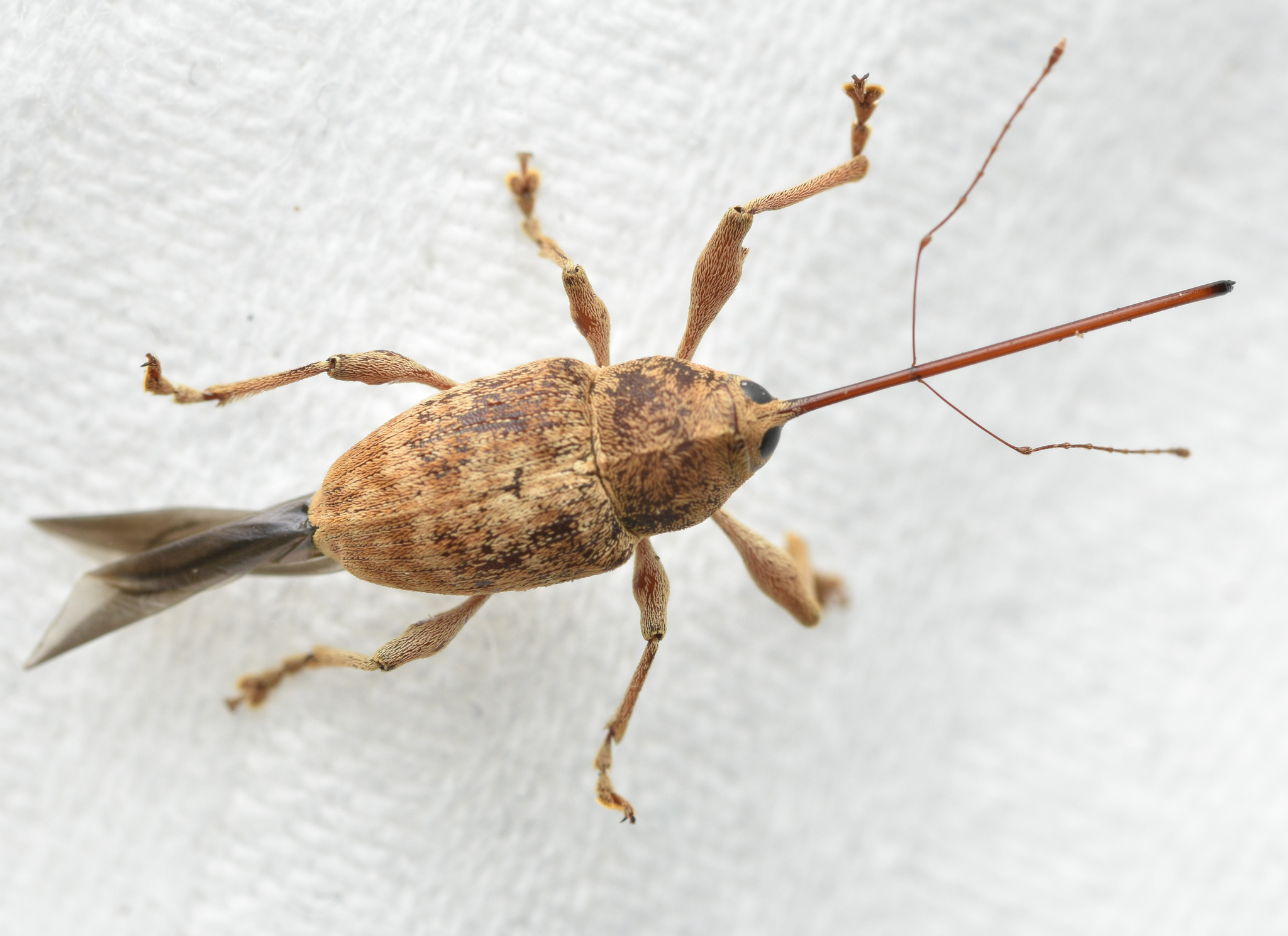 Curculio elephas J.C.Fabricius, 1781