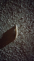 Lepidoptera