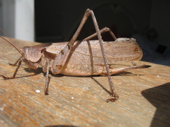 Drymadusa limbata
