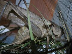 Drymadusa limbata