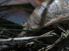 Drymadusa limbata