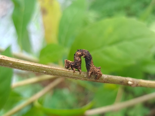 Thyrinteina arnobia