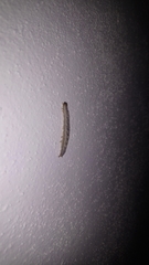 Lepidoptera