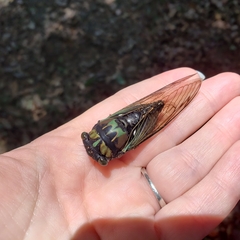 Neotibicen lyricen virescens
