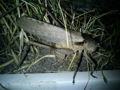 Drymadusa limbata