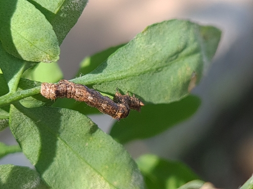 Thyrinteina arnobia