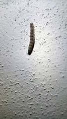 Lepidoptera