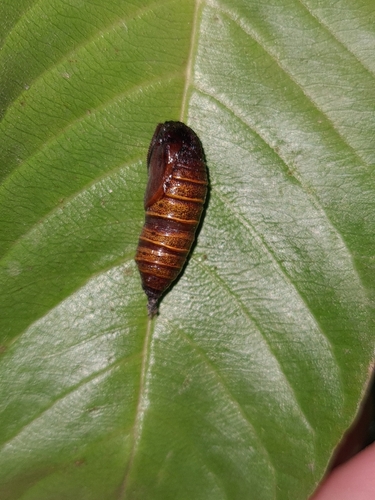 Thyrinteina arnobia