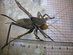 Drymadusa limbata