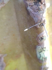 Copestylum spinithorax