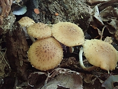 Cystoagaricus subamarus