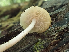 Cystoagaricus subamarus