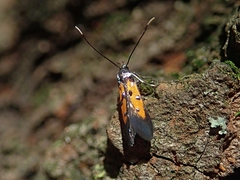 Chrysoclista linneella