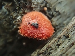 Crepidotus cinnabarinus