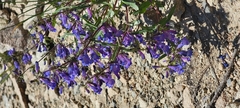 Penstemon albertinus