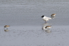 Saundersilarus saundersi