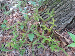 Lycopodiales