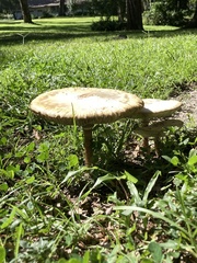 Chlorophyllum molybdites image