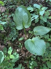 Hosta ventricosa